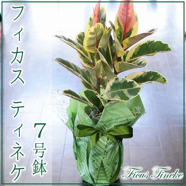 フィカス ティネケ 7号鉢 ゴムの木 観葉植物 開店祝い 移転祝い 新築祝い おしゃれ インテリア 室内 Hc Tineke 花束ギフト花工房 誕生日翌日配達 通販 Yahoo ショッピング