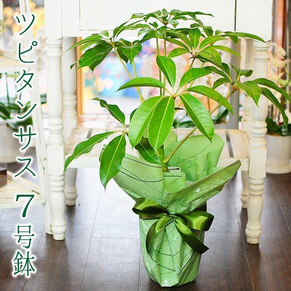 ツピタンサス 7号鉢 チュピタンサス ツピダンサス 観葉植物 開店祝い 移転祝い 新築祝い おしゃれ インテリア 室内 Buyee Buyee Japanese Proxy Service Buy From Japan Bot Online