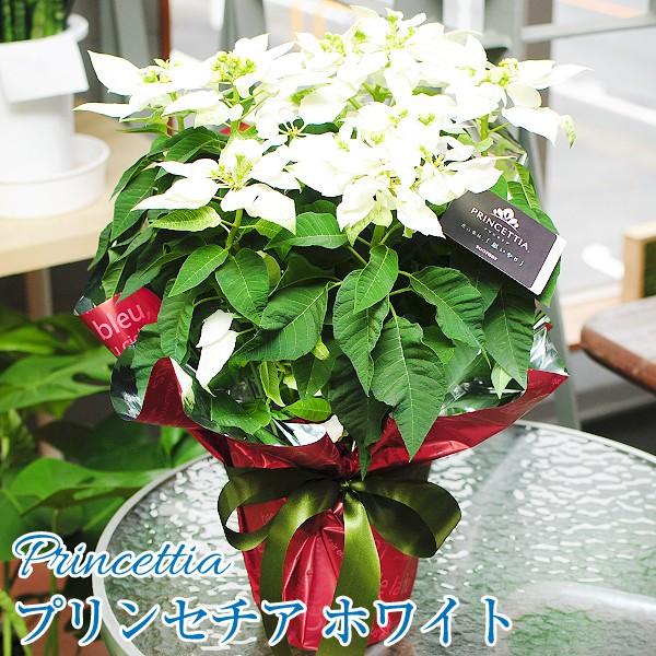 Ε NX}X EC^[Mtg ~Mtg G[fCXԍH[ vZ`A 5 A av[g  JXj vZ`A zCg 5