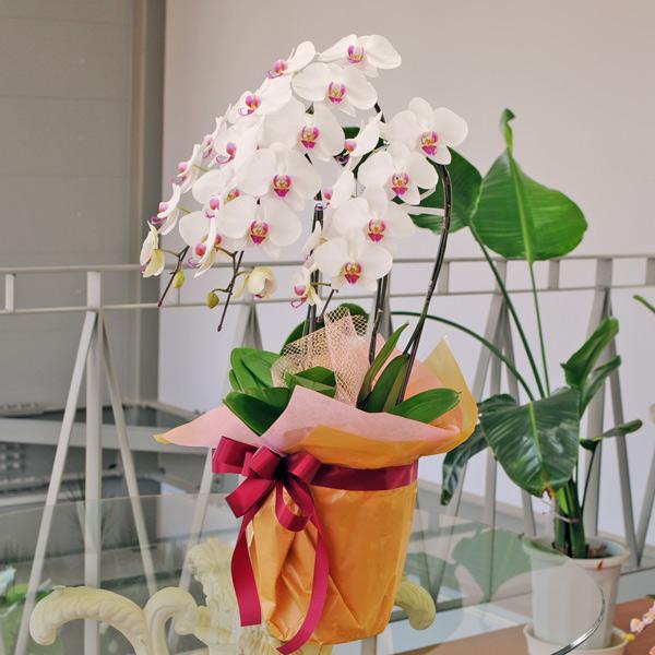 開店祝い 移転祝い 開院祝い 開業祝い 胡蝶蘭 3本立 セミアルバ 赤リップ 3lサイズ 洋ラン 鉢 花 ギフト Semi3lll 花束ギフト花工房 誕生日翌日配達 通販 Yahoo ショッピング