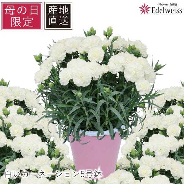 母の日 花 ギフト 産地直送 21 ホワイト 生花 鉢花 鉢植え 5号鉢 送料無料 白いカーネーション Buyee Buyee Japanese Proxy Service Buy From Japan Bot Online