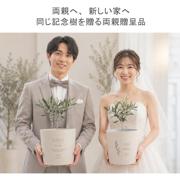 【オリーブ両親贈呈品】オリーブ 記念樹 名入れ 鉢植え 結婚式 ウェディング 両親プレゼント 子育て感謝状 感謝状 結婚祝い 新居祝い 観葉植物