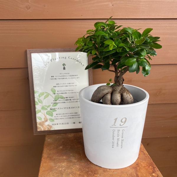 【植樹の儀 ガジュマル】送料無料 結婚証明書 ゲスト参加型 植樹の儀 植樹セレモニー ガジュマル 記念樹 ウェディング 結婚式  ウェルカムスペース 名入れ