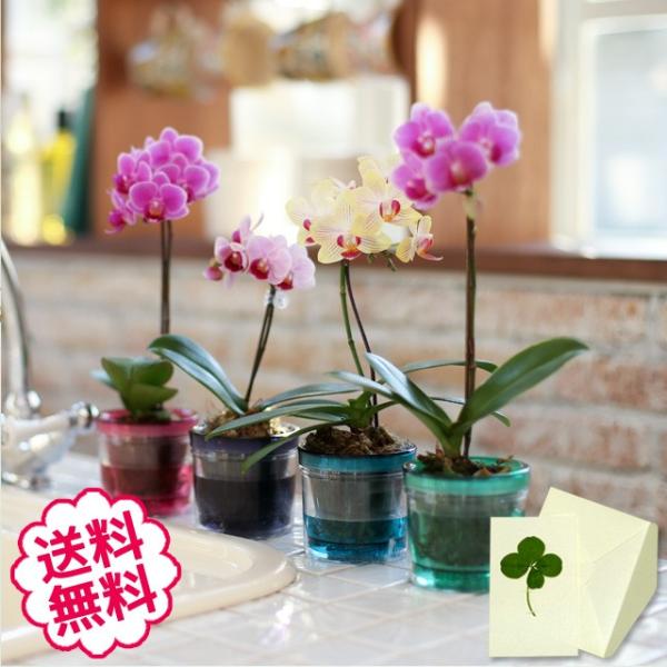 【送料について】本州・四国は送料無料。北海道・九州は別途送料600円（税込）、沖縄は別途送料1500円（税込）。マイクロ胡蝶蘭は高さ25〜30ｃｍ、花びらは4ｃｍ前後と世界最小クラスの胡蝶蘭。底面給水で自動でお水を吸い上げる「アクアポット」...