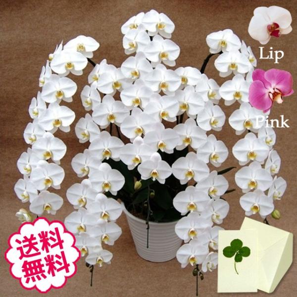 ホワイトデーに贈る豪華大輪胡蝶蘭85輪5本立てギフト