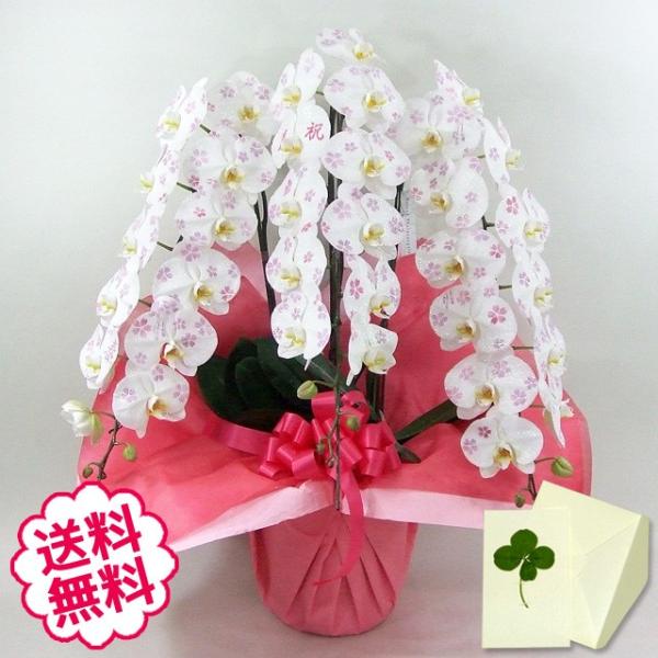 お中元 化粧蘭 胡蝶蘭 ギフト 大輪 ［春柄］ 3本立 36輪前後（蕾含む） お祝い 開店 開業 開院 新築 移転 引越 誕生日 就任 退職 還暦祝い