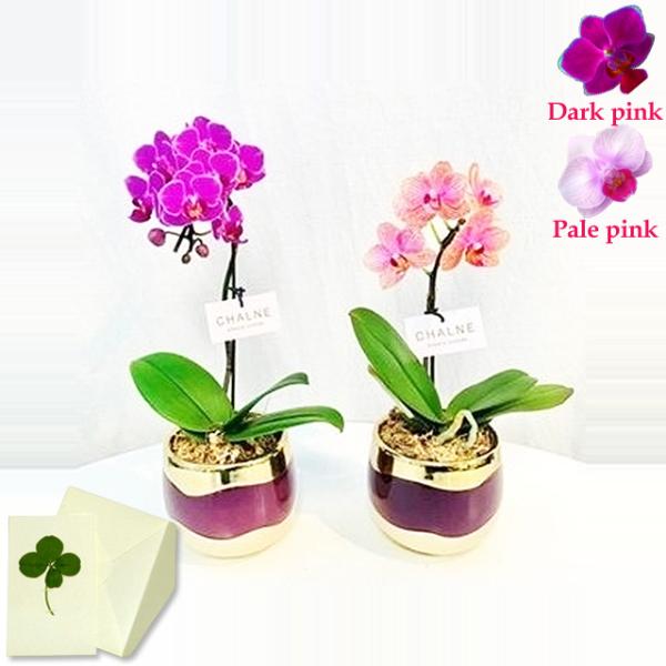 【送料について】本州・四国は送料無料。北海道・九州は別途送料600円（税込）、沖縄は別途送料1500円（税込）。マイクロ胡蝶蘭は高さ25〜30ｃｍ、花びらは4ｃｍ前後と世界最小クラスの胡蝶蘭。小さくて可愛らしいマイクロ胡蝶蘭を、高級感溢れる...