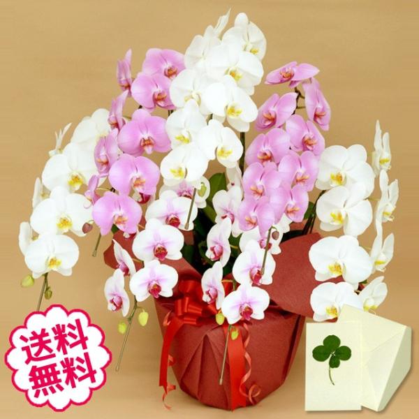 お中元 胡蝶蘭 ギフト 大輪 ミックス（白+ピンク+リップ（紅白）寄せ）7本立 63輪前後 お祝い 開店 開業 開院 新築 移転 引越 竣工 周年 誕生日