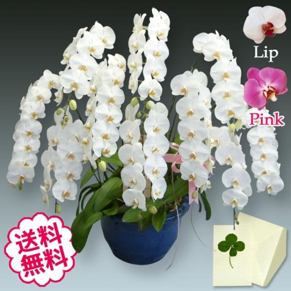 胡蝶蘭ギフト大輪10本130輪の豪華な贈り物