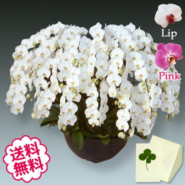 ホワイトデーギフト大輪胡蝶蘭30本360輪の魅力を徹底解説