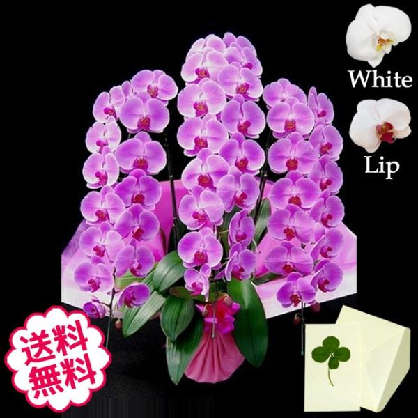お中元 胡蝶蘭 ギフト 大輪 白・ピンク・リップ 3本立 51輪前後（蕾含む） お祝い 開店 開業 開院 新築 移転 引越 竣工 周年 誕生日 就任