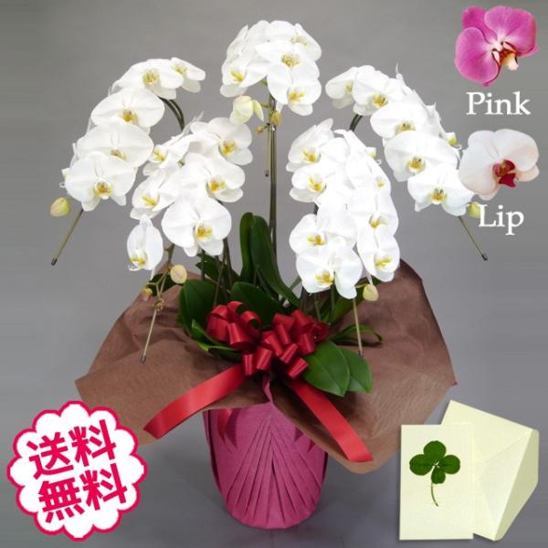 お中元 胡蝶蘭 ギフト 大輪 白・ピンク・リップ 5本立 53輪前後（蕾含む） お祝い 開店 開業 開院 新築 移転 引越 竣工 周年 誕生日 就任