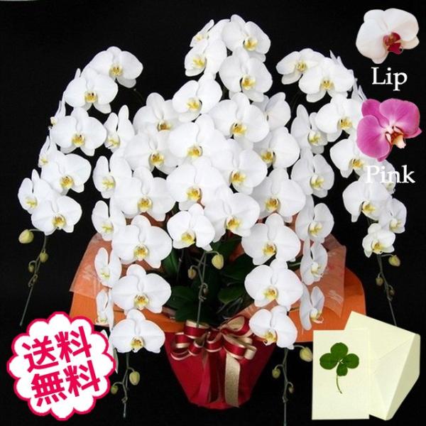 お中元 胡蝶蘭 ギフト 大輪 白・ピンク・リップ（紅白） 5本立 75輪前後（蕾含む） お祝い 開店 開業 開院 新築 移転 引越 竣工 周年 誕生日 就任