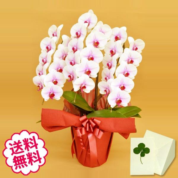 お中元 胡蝶蘭 ギフト 大輪 リップ 3本立 27輪前後（蕾含む） お祝い 開店 開業 開院 新築 移転 引越 誕生日 就任 退職 還暦祝い