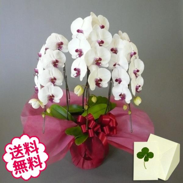 お中元 胡蝶蘭 ギフト 大輪 リップ 3本立 30輪前後（蕾含む） お祝い お祝い 開店 開業 開院 新築 移転 引越 誕生日 就任 退職 還暦祝い