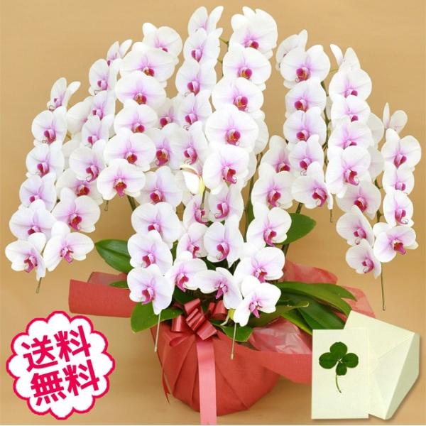 お中元 胡蝶蘭 ギフト 大輪 リップ（紅白） 7本立 63輪（蕾含む） お祝い 開店 開業 開院 新築 移転 引越 竣工 周年 誕生日 就任