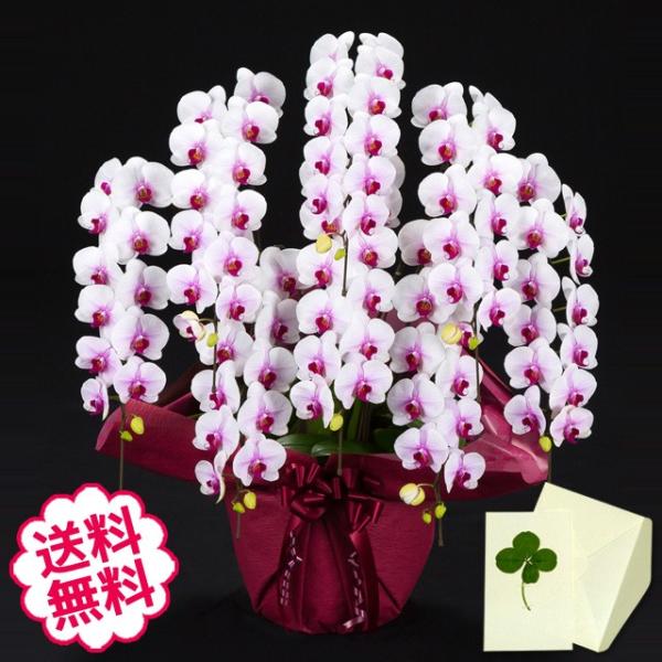 お中元 胡蝶蘭 ギフト 大輪 リップ（紅白） 8本立 88輪（蕾含む） お祝い 開店 開業 開院 新築 移転 引越 竣工 周年 誕生日 就任