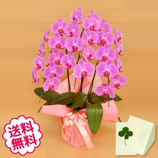お中元 胡蝶蘭 ギフト 大輪 ピンク 3本立 27輪前後（蕾含む） お祝い お祝い 開店 開業 開院 新築 移転 引越 誕生日 就任 退職 還暦祝い