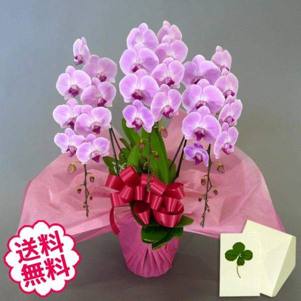 お中元 胡蝶蘭 ギフト 大輪 ピンク 3本立 30輪前後（蕾含む） お祝い お祝い 開店 開業 開院 新築 移転 引越 誕生日 就任 退職 還暦祝い