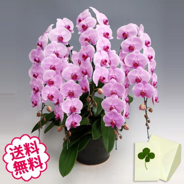 お中元 胡蝶蘭 ギフト 大輪 ピンク 5本立 68輪前後（蕾含む） お祝い 開店 開業 開院 新築 移転 引越 竣工 周年 誕生日 就任