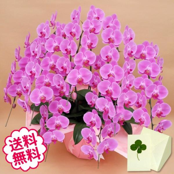 お中元 胡蝶蘭 ギフト 大輪 ピンク 7本立 63輪（蕾含む） お祝い 開店 開業 開院 新築 移転 引越 竣工 周年 誕生日 就任