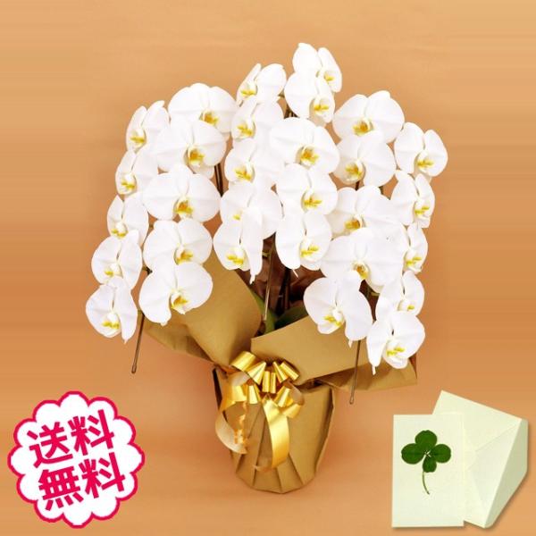 お中元 胡蝶蘭 ギフト 大輪 白 3本立 27輪前後（蕾含む） お祝い 開店 開業 開院 新築 移転 引越 誕生日 就任 退職 還暦祝い お悔やみ