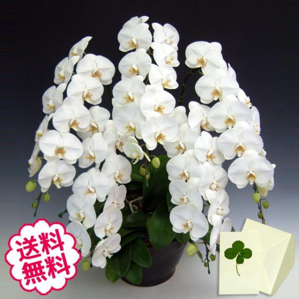 お中元 胡蝶蘭 ギフト 大輪 白 5本立 68輪前後（蕾含む） お祝い 開店 開業 開院 新築 移転 引越 竣工 周年 誕生日 就任