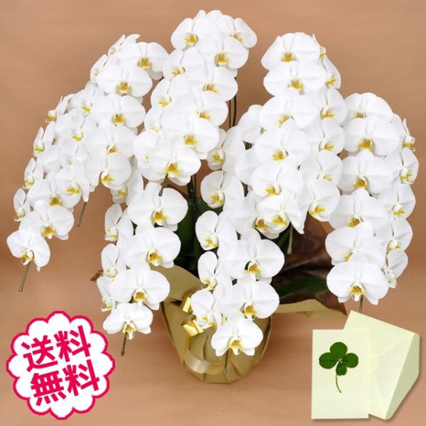 お中元 胡蝶蘭 ギフト 大輪 白 7本立 63輪（蕾含む） お祝い 開店 開業 開院 新築 移転 引越 竣工 周年 誕生日 就任