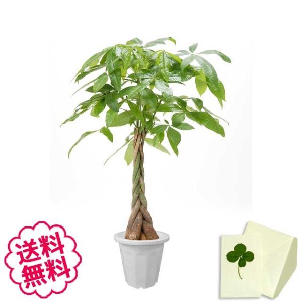 観葉植物 パキラ おしゃれ 大型 10号 鉢カバーなし 鉢皿なし ギフト不向き Buyee Buyee 日本の通販商品 オークションの代理入札 代理購入