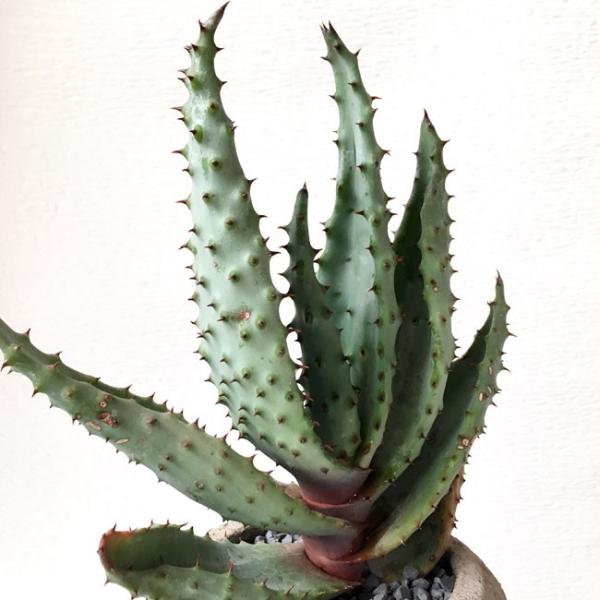 多肉植物 アロエ 鬼切丸 Aloe Marlothii Buyee Buyee Japanese Proxy Service Buy From Japan Bot Online