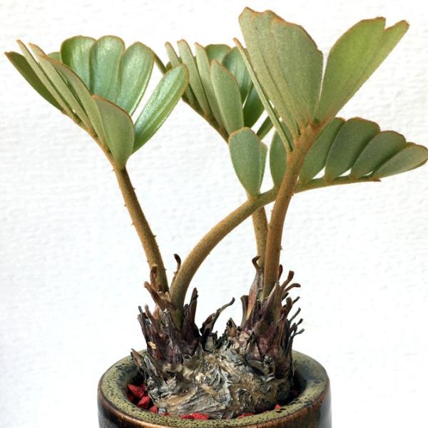 観葉植物 ザミアプミラ メキシコソテツ Buyee Buyee Japanese Proxy Service Buy From Japan Bot Online