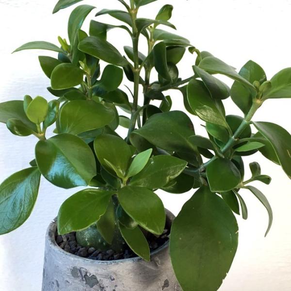 塊根植物 コーデックス 蟻の巣玉 Hydnophytum Papuanum Buyee 日本代购平台 产品购物网站大全 Buyee一站式代购 Bot Online