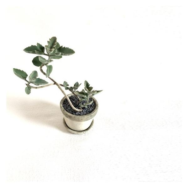 多肉植物 カランコエ ベファレンシス 仙女の舞 Buyee Buyee 日本の通販商品 オークションの代理入札 代理購入