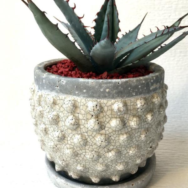 多肉植物 アガベ 屈原の舞扇 Agave Kutugen No Maiougi Buyee Buyee Japanese Proxy Service Buy From Japan Bot Online