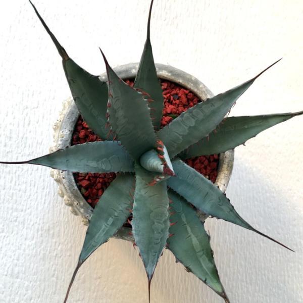 多肉植物 アガベ 屈原の舞扇 Agave Kutugen No Maiougi Buyee Buyee Japanese Proxy Service Buy From Japan Bot Online