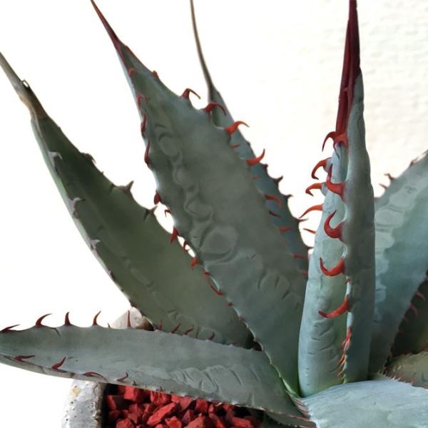多肉植物 アガベ 屈原の舞扇 Agave Kutugen No Maiougi Buyee Buyee Japanese Proxy Service Buy From Japan Bot Online