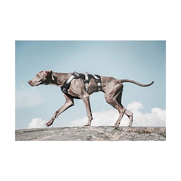 Hurtta フルッタ トレイルハーネス 犬用 中型犬 大型犬用 フィンランドブランド Sサイズ 胴回り 55 75cm ブ Purrworld Com