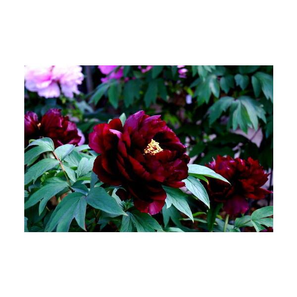 fmfloral_botan-koukamon