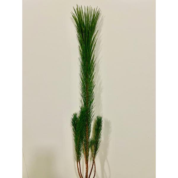 〇必ずご確認ください〇●サイズ　約80ｃｍ　 　本商品は自社生産ではなく、取引市場からの入荷となっております。 　商品画像はあくまでイメージ画像となります。 　入荷のタイミングによっては、ボリュームに差がある場合がございます。 　予めご了承...