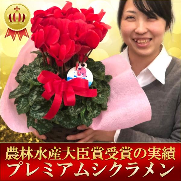 [Release date: November 19, 2025]11月下旬より出荷開始予定の予約商品となります●花が枯れてきたら付け根から取り除きます●暖房の効いた部屋では花や葉の茎が伸びて倒れます●夏越しの方法によって管理法が少し異なる...