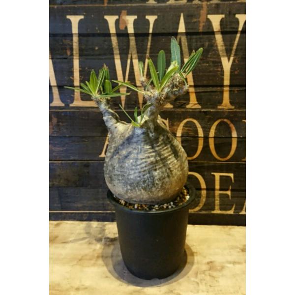 パキポディウム グラキリス 現地球発根済 現品 Www Mohmmadiyon Com