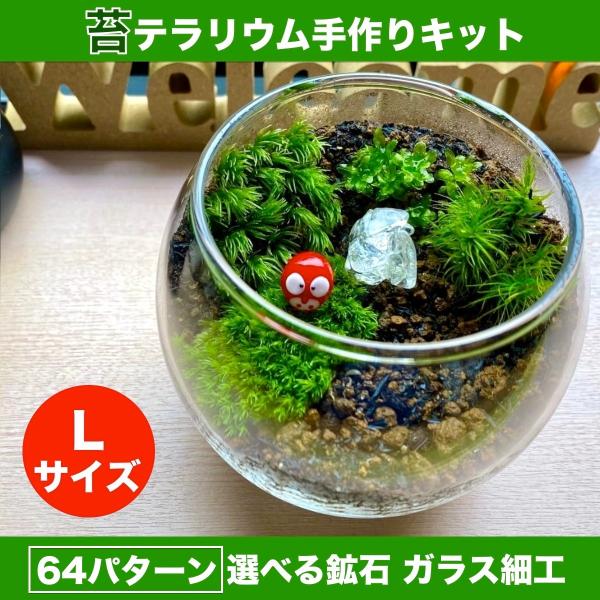 テラリウムとは みんな探してる人気モノ テラリウムとは