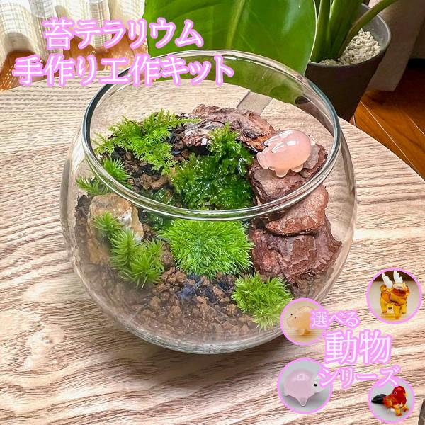 安い苔テラリウムの通販商品を比較 ショッピング情報のオークファン