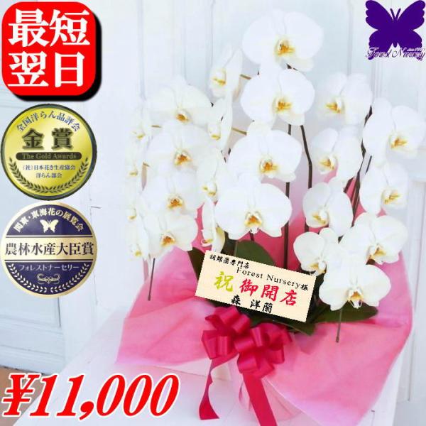 胡蝶蘭 白 3本立ち 24輪胡蝶蘭 白 2本立ち 18輪※植物の為、個体差があります。 白 ピンク 大輪 ギフト お祝い 開店祝 開院祝 開業祝 移転祝 当選祝 胡蝶蘭専門店フォレストナーサリー 森洋蘭 胡蝶蘭3本立ち お祝い 胡蝶蘭お供え...