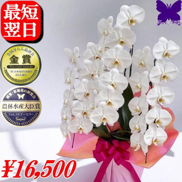 胡蝶蘭 白 3本立ち 30輪胡蝶蘭 白 5本立ち 25輪※植物の為、個体差があります。白 大輪 ギフト お祝い 開店祝 開院祝 開業祝 移転祝 当選祝 胡蝶蘭専門店フォレストナーサリー 森洋蘭 胡蝶蘭3本立ち お祝い 胡蝶蘭お供えお悔やみ叙...