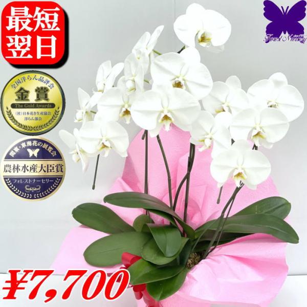 胡蝶蘭 白 3本仕立て 15輪胡蝶蘭 白 2本仕立て 10〜12輪※植物の為、個体差があります。白 大輪 ギフト お祝い 開店祝 開院祝 開業祝 移転祝 当選祝 胡蝶蘭専門店フォレストナーサリー 森洋蘭 胡蝶蘭2本立ち お祝い 胡蝶蘭お供え...