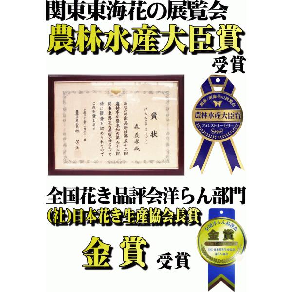 胡蝶蘭お供え大輪白3本立ち18 21輪仏花献花お盆お彼岸花供花お悔やみ枕花新盆葬儀告別式法要仏事命日ご供養胡蝶蘭 Buyee Buyee 提供一站式最全面最專業現地yahoo Japan拍賣代bid代拍代購服務