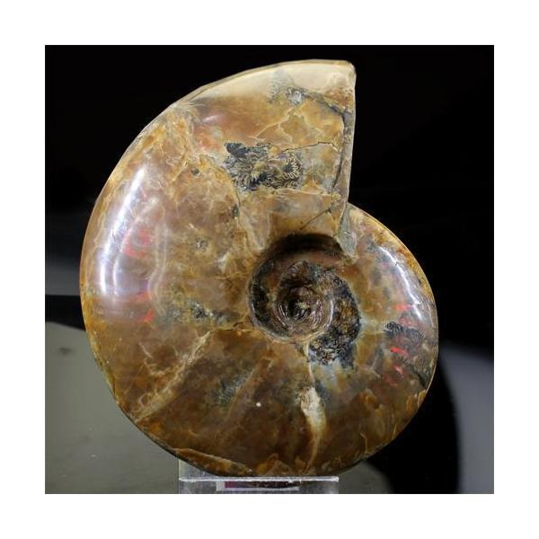 天然石 マダガスカル産 遊色効果 再販ご予約限定送料無料 アンモナイト化石 パワーストーン アクセサリー