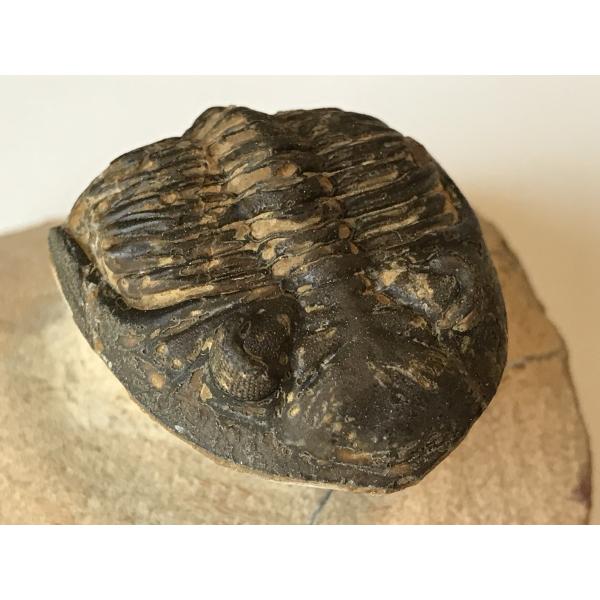 古生代デボン紀の 三葉虫 ホラルドプス 化石 41 : 化石・鉱物専門店