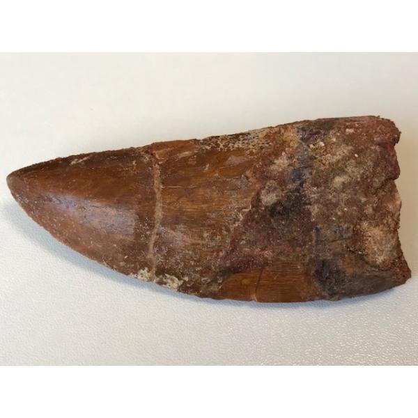 カルカロドントサウルス　歯　化石 カルカロドントサウルスの歯（Carcharodontosaurus）｜化石販売